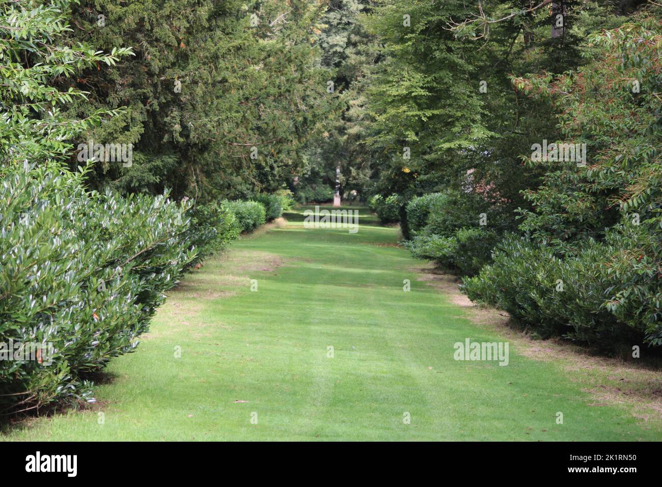 Dense green foliage tall trees hi-res stock photography and images - Alamy