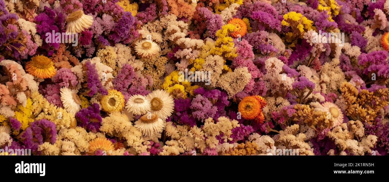 Mass of colourful dried flowers, photographed with a macro lens at RHS Wisley garden, Surrey UK. Stock Photo