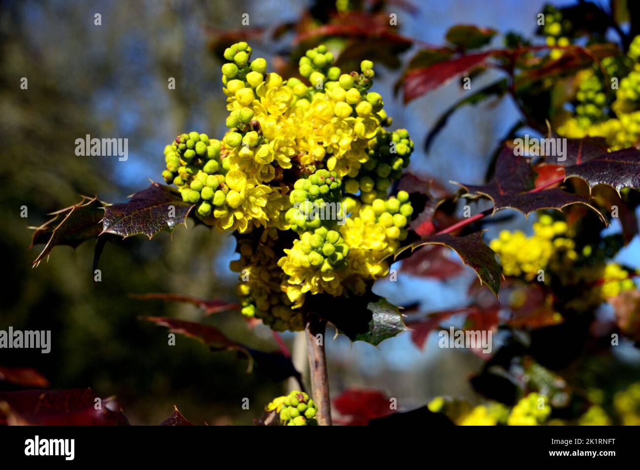 Bright Yellow Mahonia x Wagneri 'Pinnacle' Flowers grown at RHS Garden Harlow Carr, Harrogate, Yorkshire, England, UK. Stock Photo