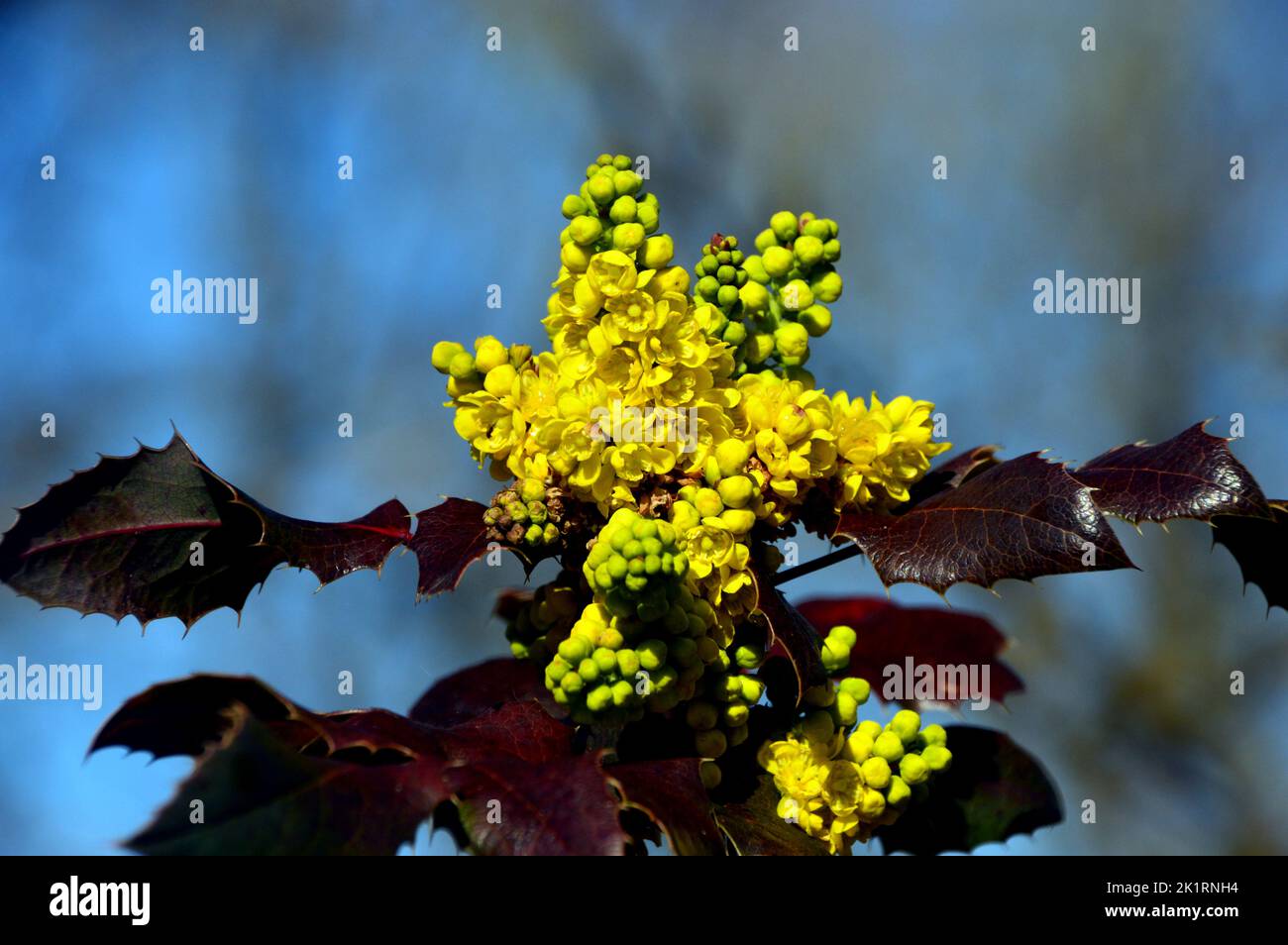 Bright Yellow Mahonia x Wagneri 'Pinnacle' Flowers grown at RHS Garden Harlow Carr, Harrogate, Yorkshire, England, UK. Stock Photo