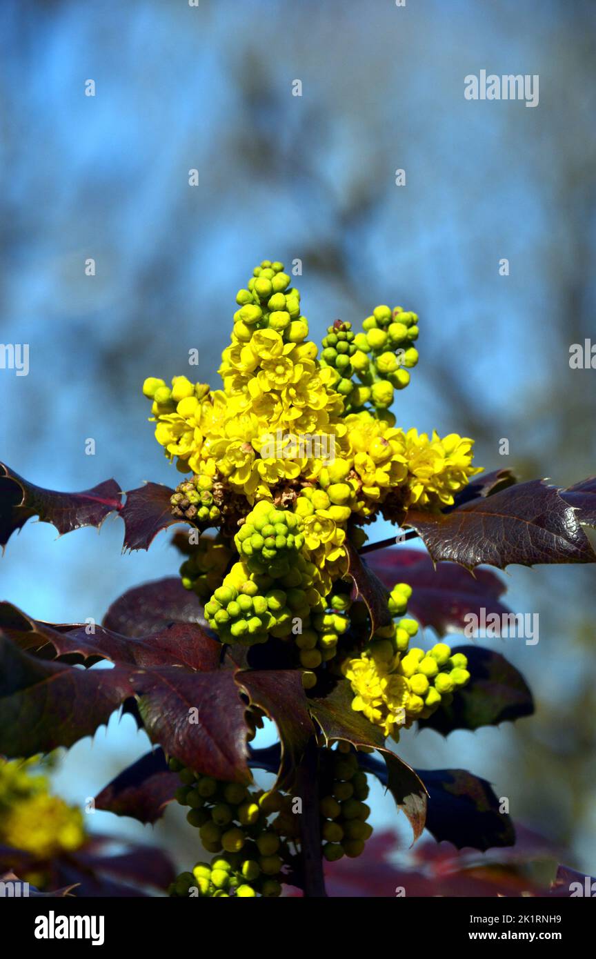 Bright Yellow Mahonia x Wagneri 'Pinnacle' Flowers grown at RHS Garden Harlow Carr, Harrogate, Yorkshire, England, UK. Stock Photo