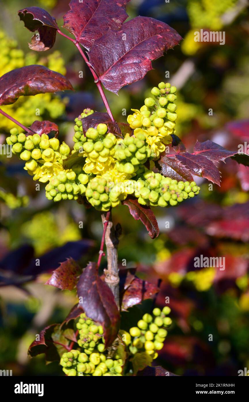 Bright Yellow Mahonia x Wagneri 'Pinnacle' Flowers grown at RHS Garden Harlow Carr, Harrogate, Yorkshire, England, UK. Stock Photo