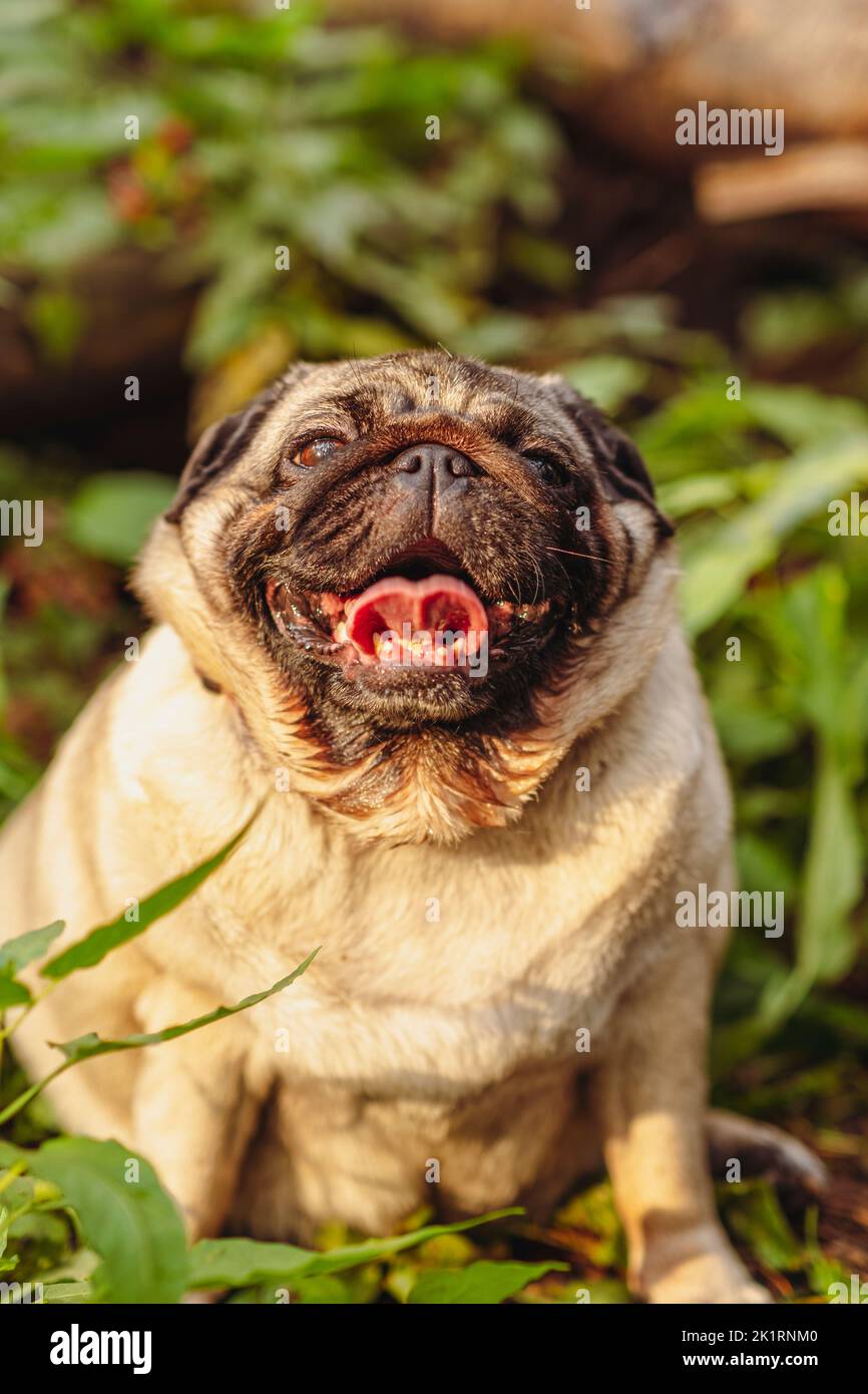 Pug dog with an open mouth and his tongue sticking out and sitting in the grass of the forest on a sunny day Stock Photo