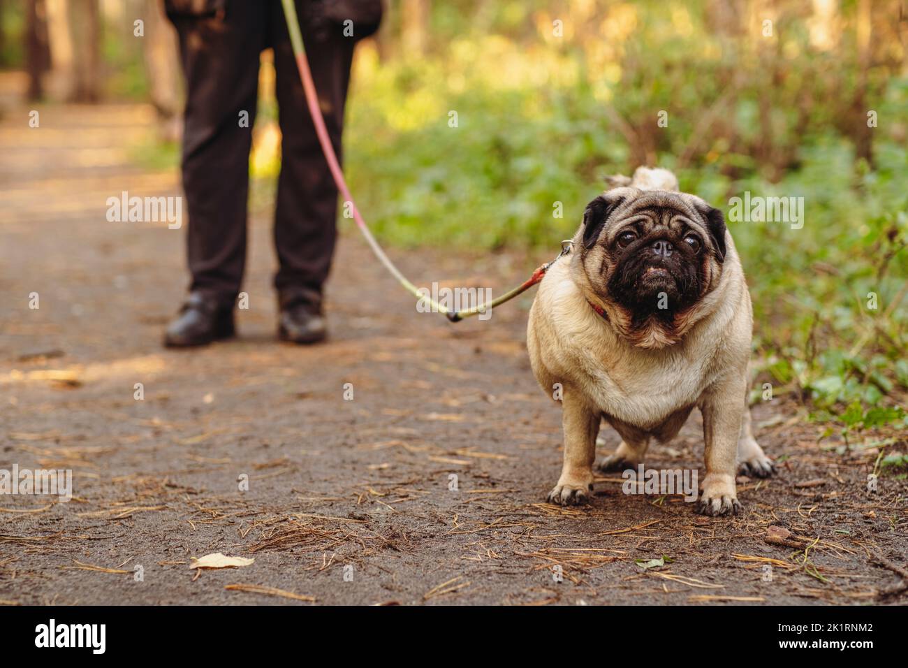 A pug dog on a leash on a walk with the owner Stock Photo