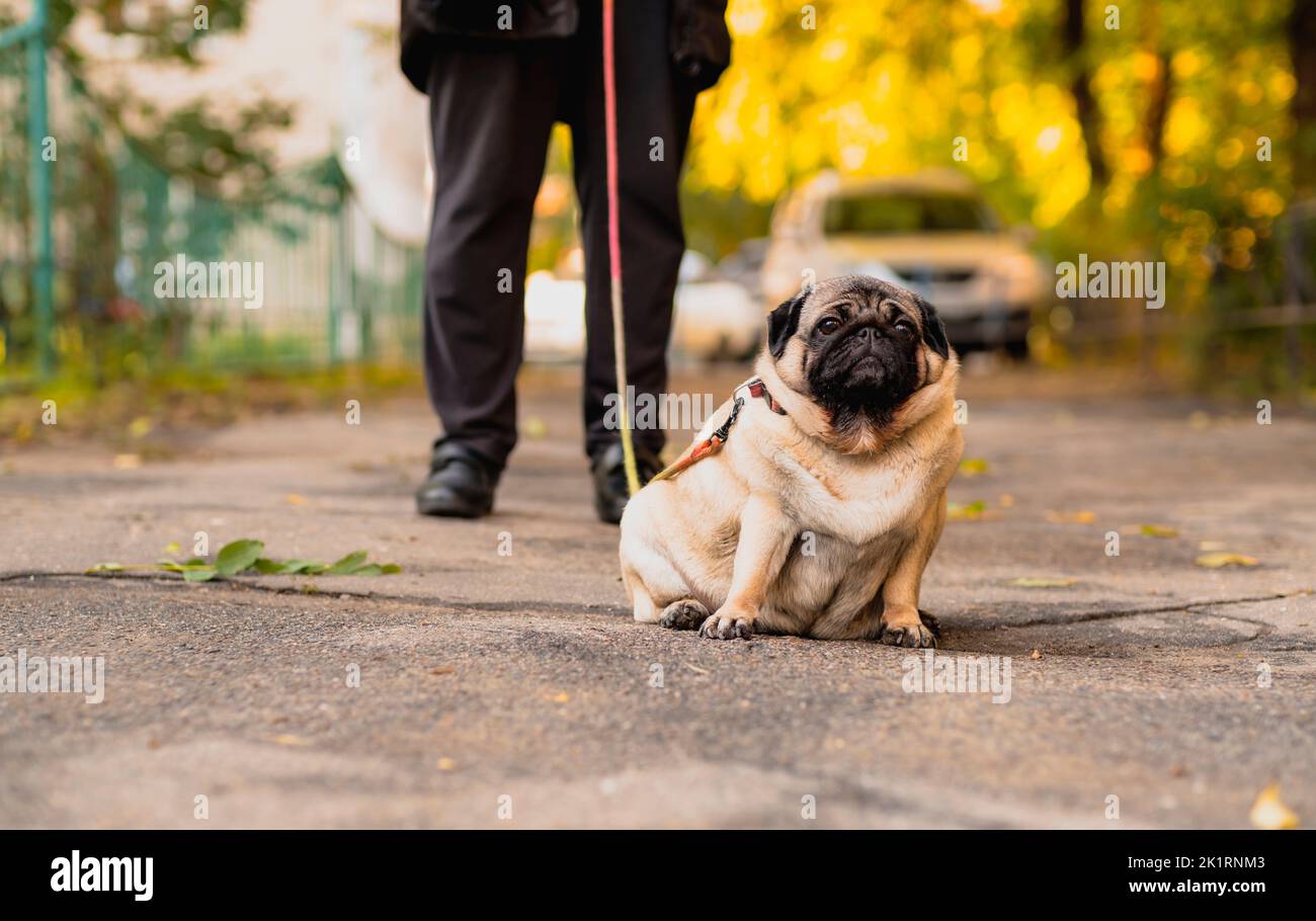 A pug dog on a leash on a walk with the owner Stock Photo