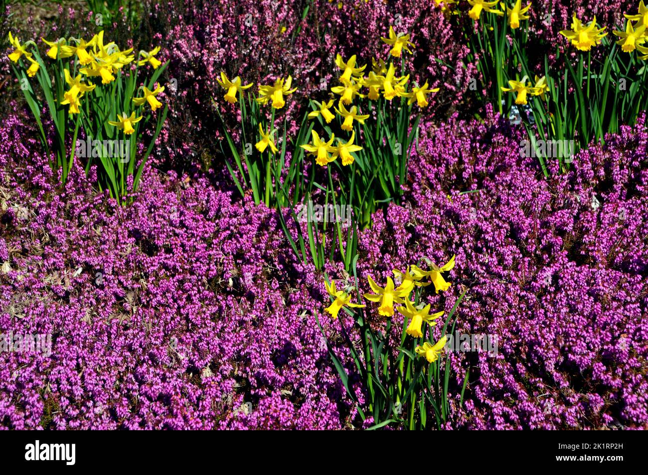 Purple Erica Carnea (Heather) & Bunches of Yellow Daffodils in a Border at RHS Harlow Carr, Harrogate, Yorkshire, England, UK. Stock Photo