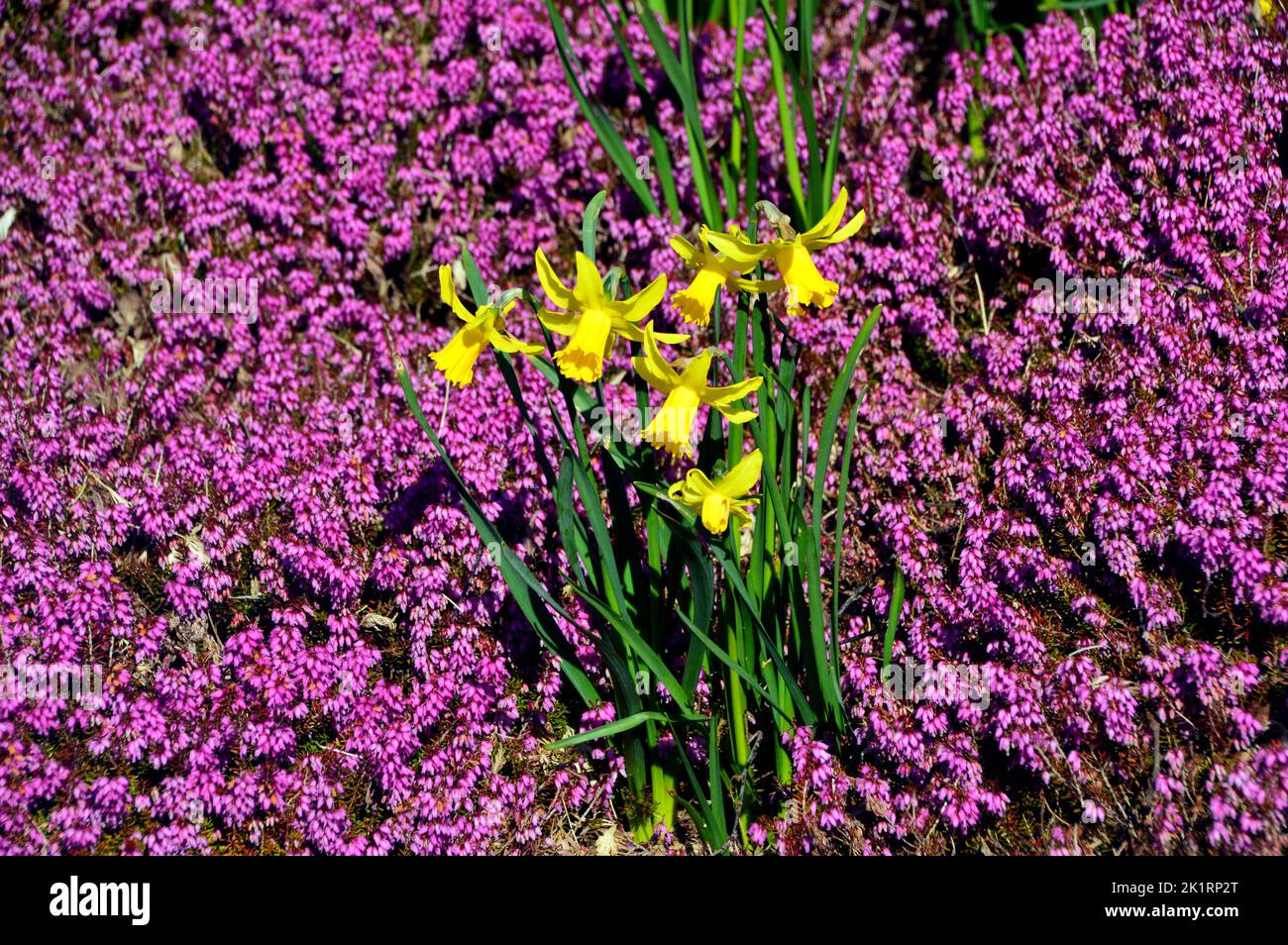 Purple Erica Carnea (Heather) & Bunch of Yellow Daffodils in a Border at RHS Harlow Carr, Harrogate, Yorkshire, England, UK. Stock Photo