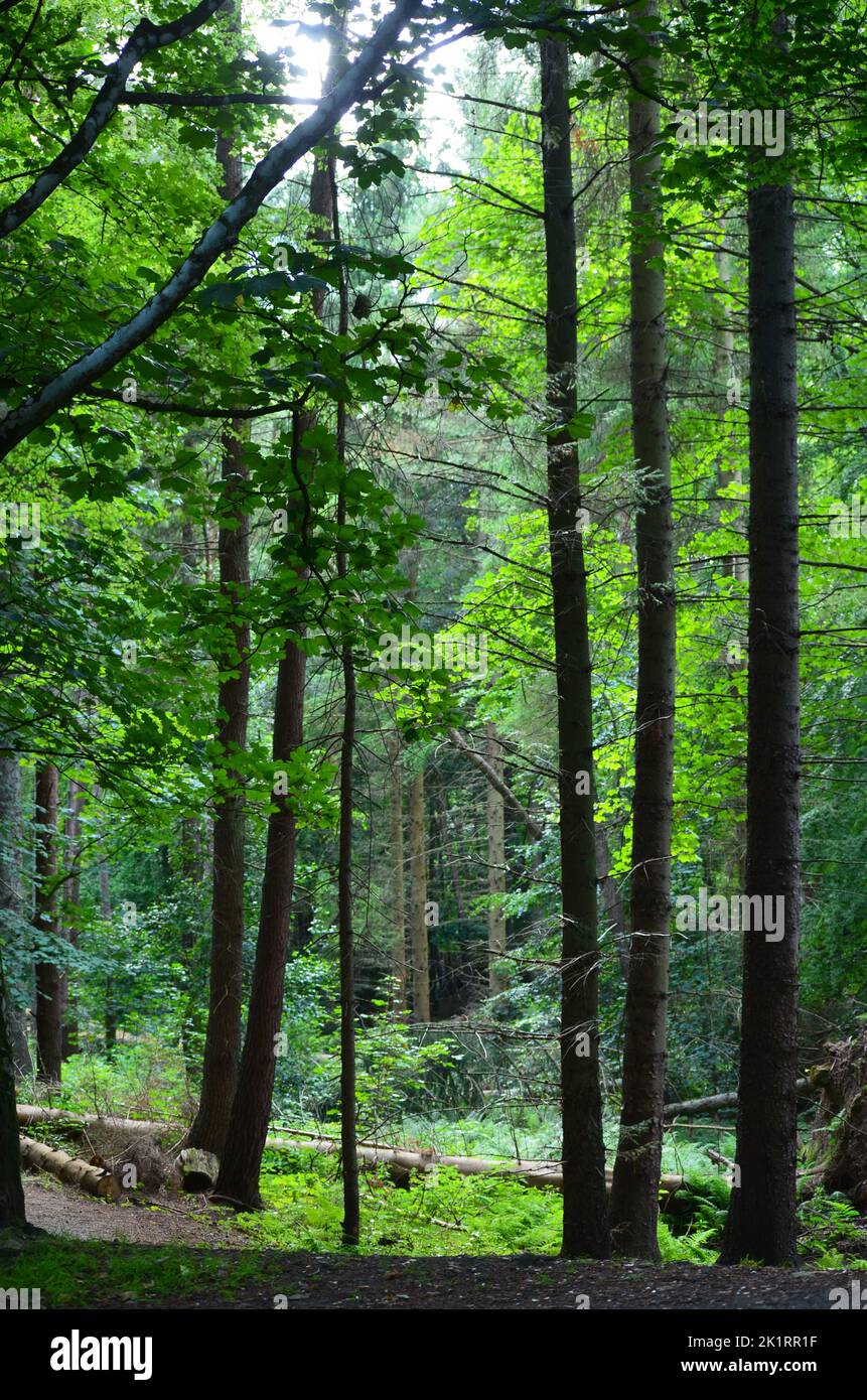 Den Wood, between Cults and Hazlehead park in Aberdeen, one of the few