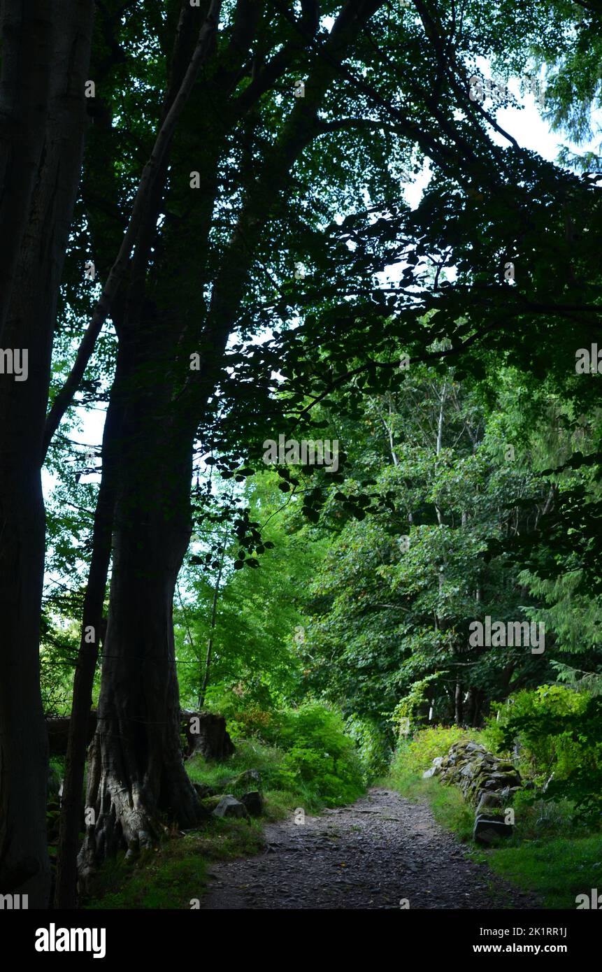 Den Wood, between Cults and Hazlehead park in Aberdeen, one of the few remnant patches of semi-natural deciduous woodlands in Northeast Scotland Stock Photo