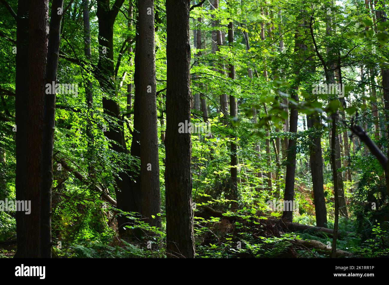 Den Wood, between Cults and Hazlehead park in Aberdeen, one of the few