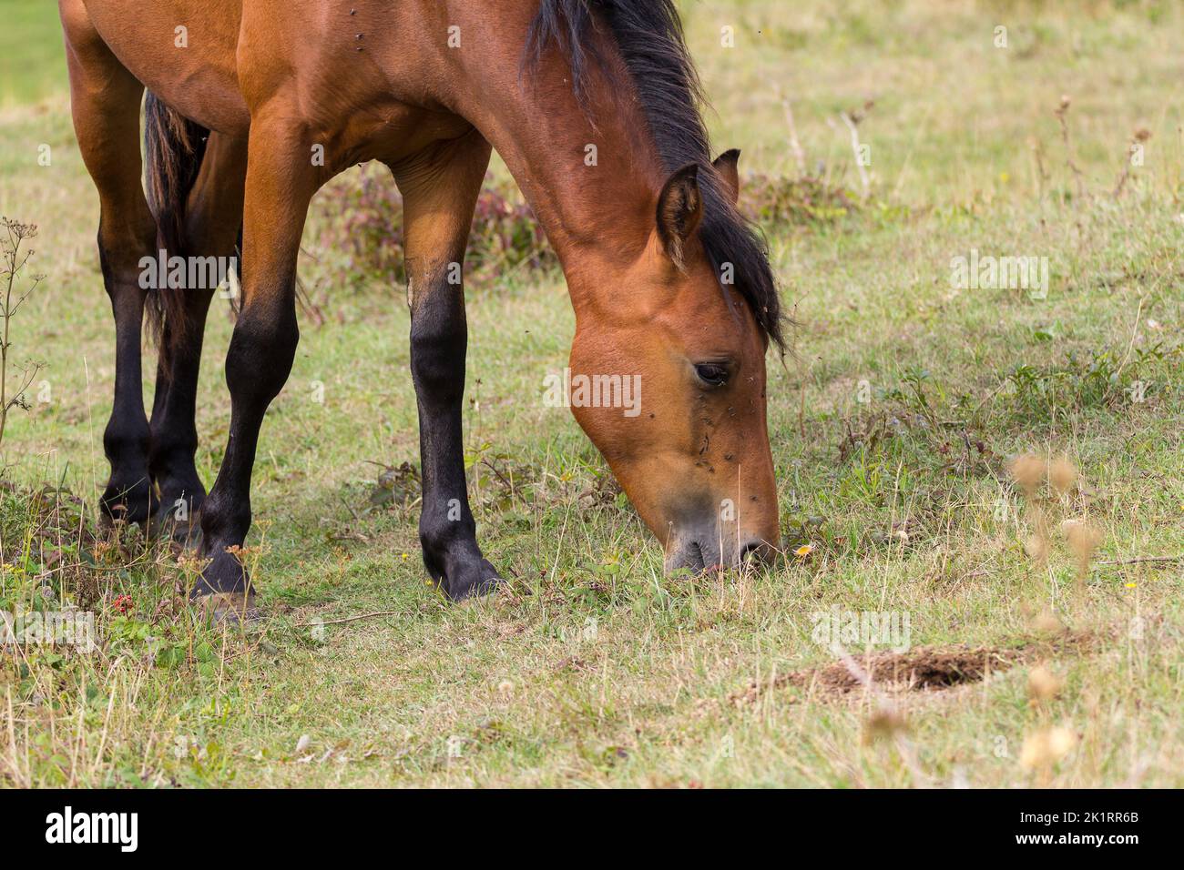 Wild newforest pony grazing at cissbury ring southdowns findon UK, introduced for grazing and clearing scrub brown coat, dark mane tail and lower legs Stock Photo