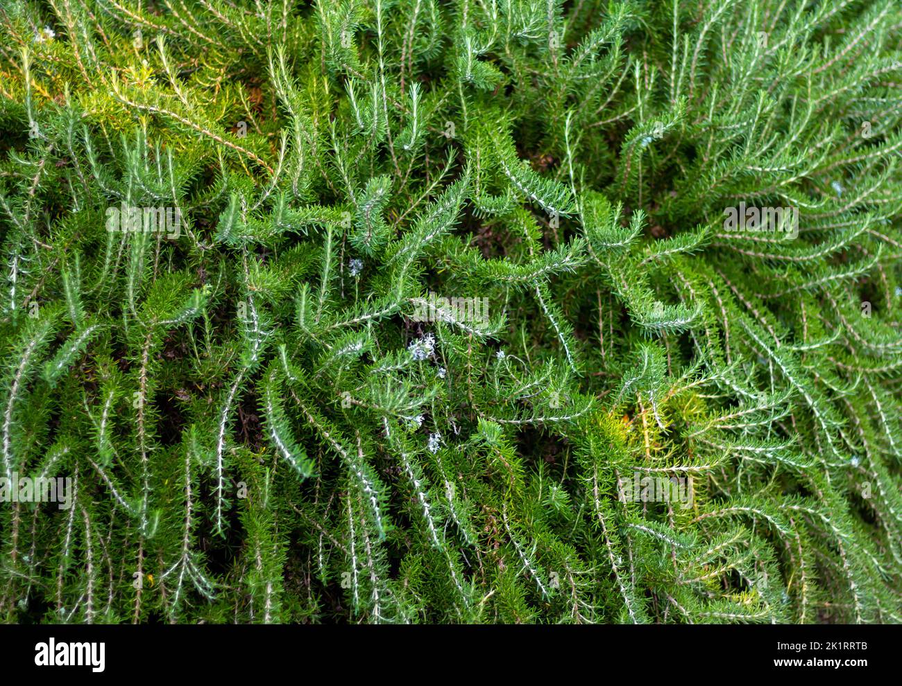 Fresh organic rosemary bush grows outdoors. Aromatic and medicinal PIanta. Healthy, natural