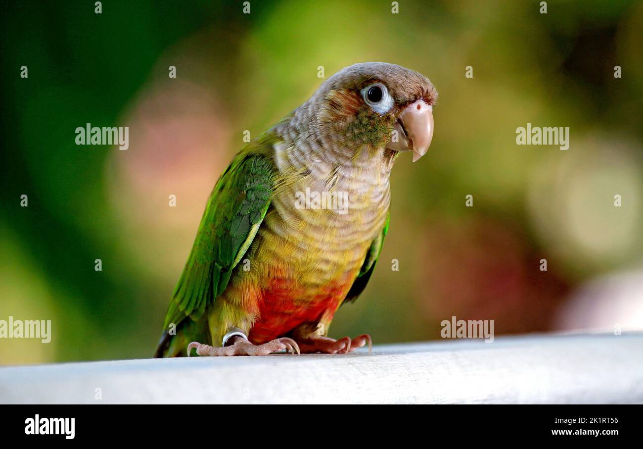 a close up shot of a Cinnamon Green-Cheeked Conure standing on wood Stock Photo