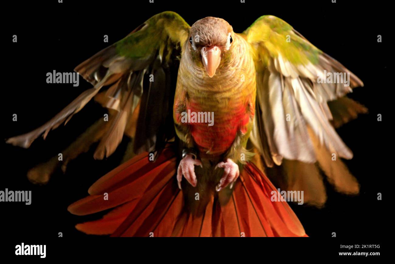 A close up shot of Cinnamon Green-Cheeked Conure in flight wings expanded on a black background Stock Photo