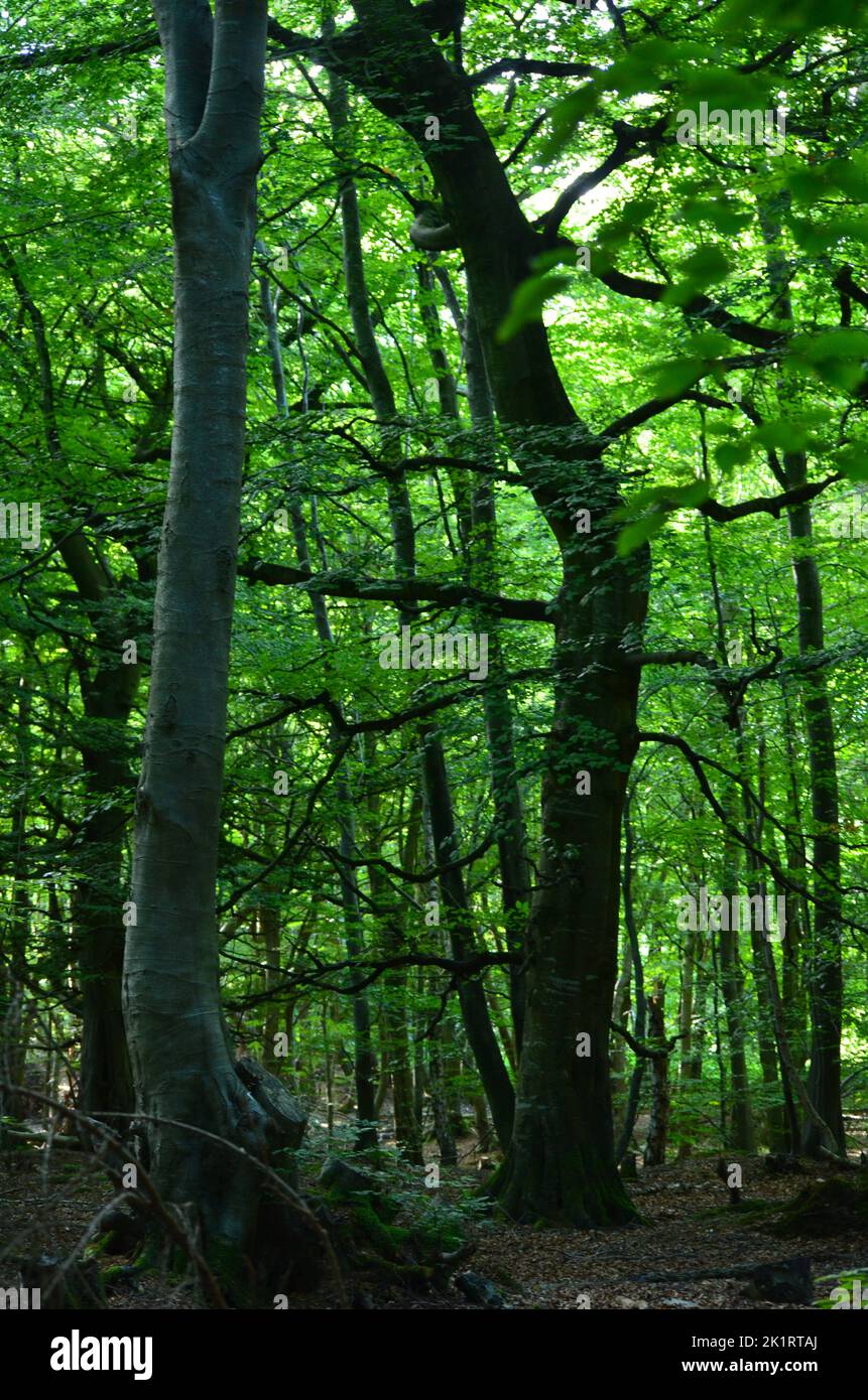 Den Wood, between Cults and Hazlehead park in Aberdeen, one of the few remnant patches of semi-natural deciduous woodlands in Northeast Scotland Stock Photo