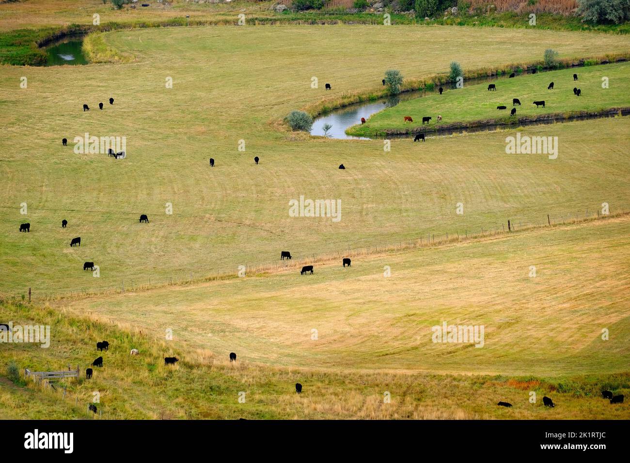 Field with river and many cattle feeding in pasture land Stock Photo Alamy