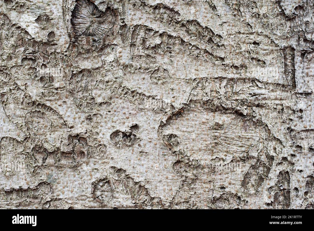 Close-up of beech bark Stock Photo