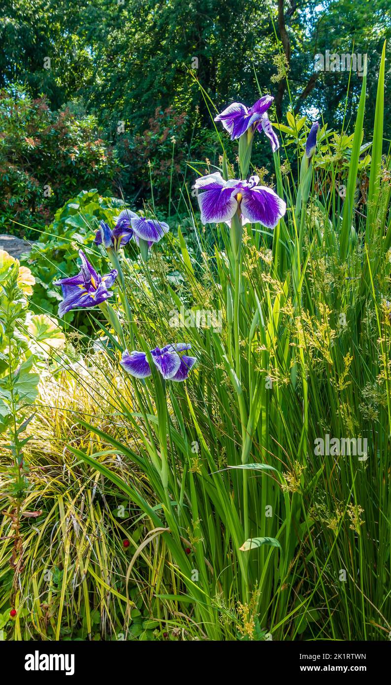 A close-up shot pf a brilliamt iris flower. in Seatac,, Washington. Stock Photo