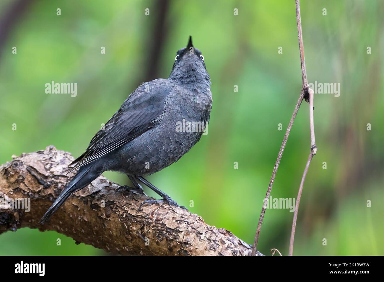 Rusty blackbird during autumn migration Stock Photo