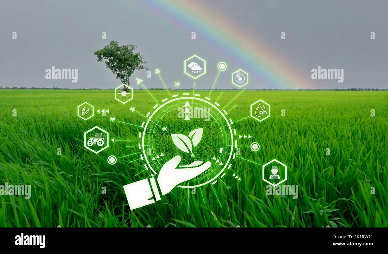 Smart agriculture with modern technology concept. Landscape of green rice farm field, rainbow, and icon of smart farming concept. Sustainable agri Stock Photo
