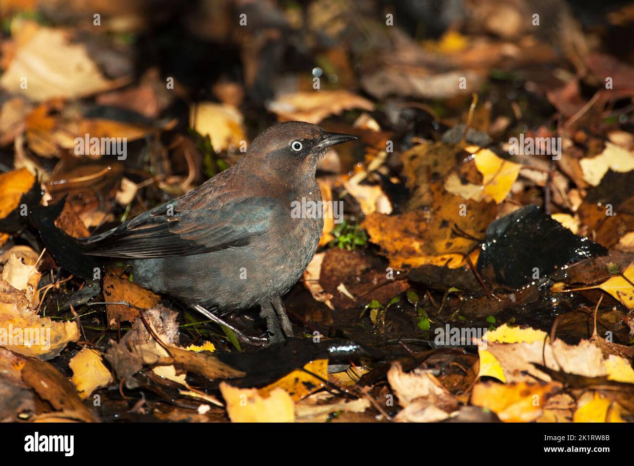 Rusty blackbird during autumn migration Stock Photo