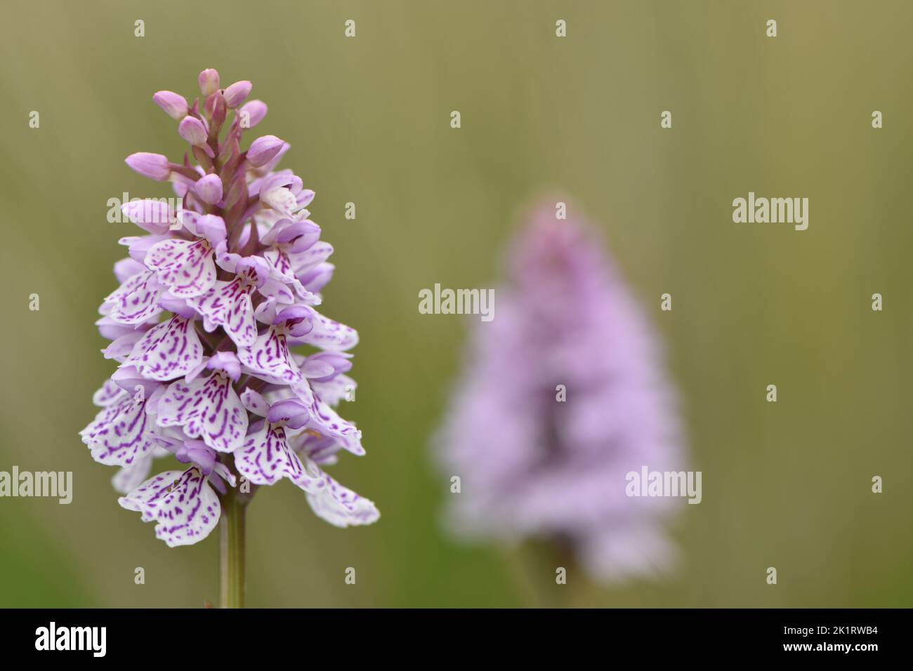 Pink Spotted Marsh Orchid Stock Photo