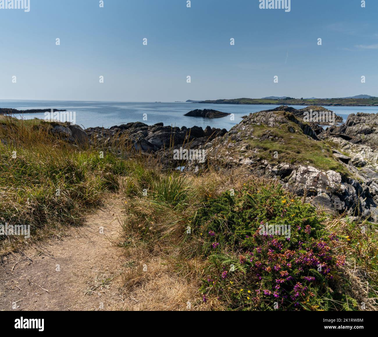 sandy hiking trail lined with colorful wildflowers leads to the rugged coast nad shoreline in