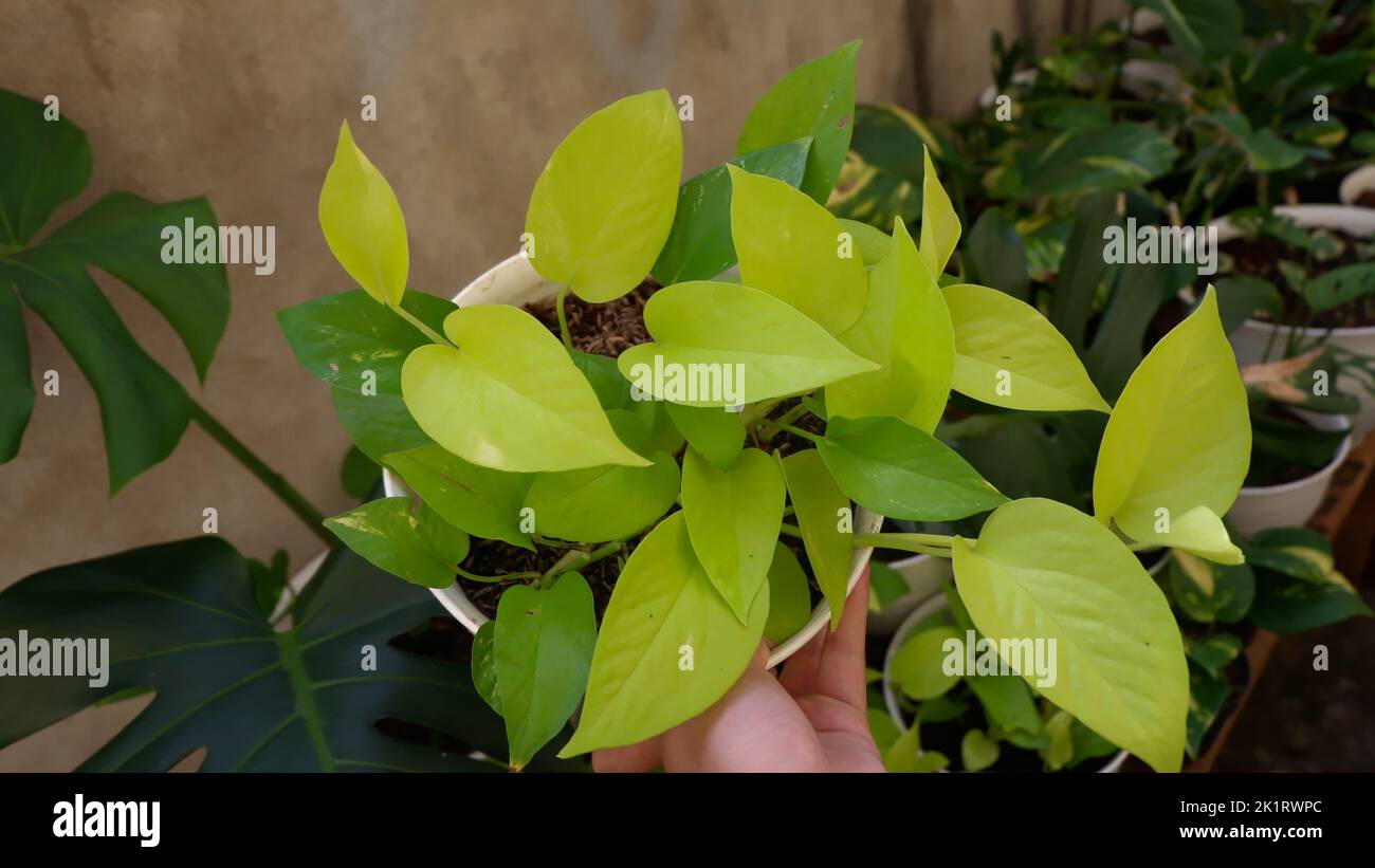 Sirih gading or Epipremnum aureum is a vine. It's green and very beautiful Stock Photo