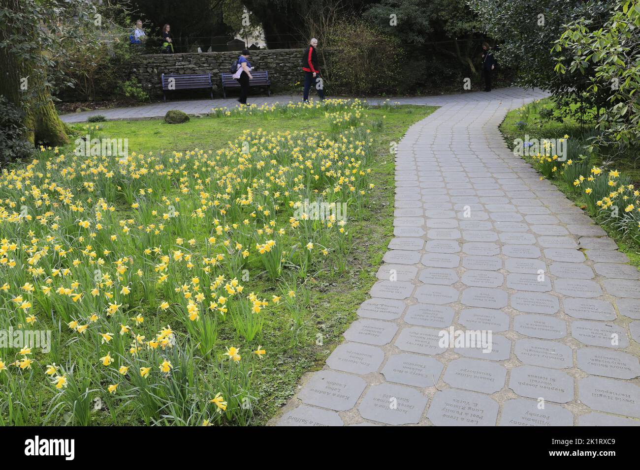 Spring, the Wordsworth Daffodil Garden, Grasmere village, Cumbria, Lake