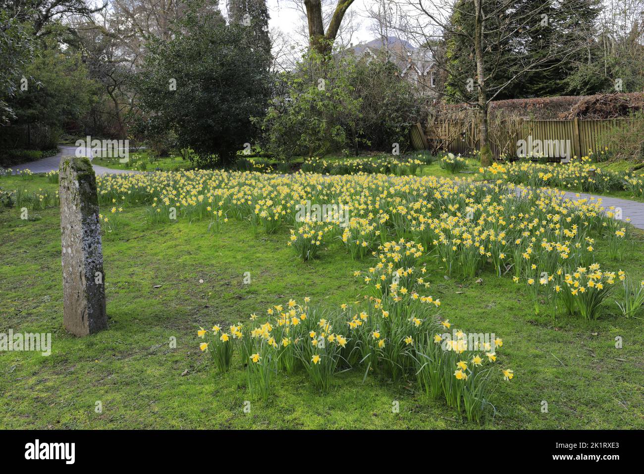 Spring, the Wordsworth Daffodil Garden, Grasmere village, Cumbria, Lake