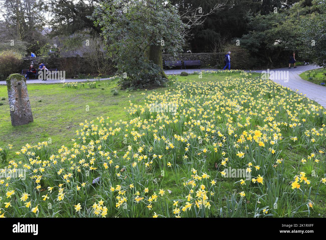 Spring, the Wordsworth Daffodil Garden, Grasmere village, Cumbria, Lake