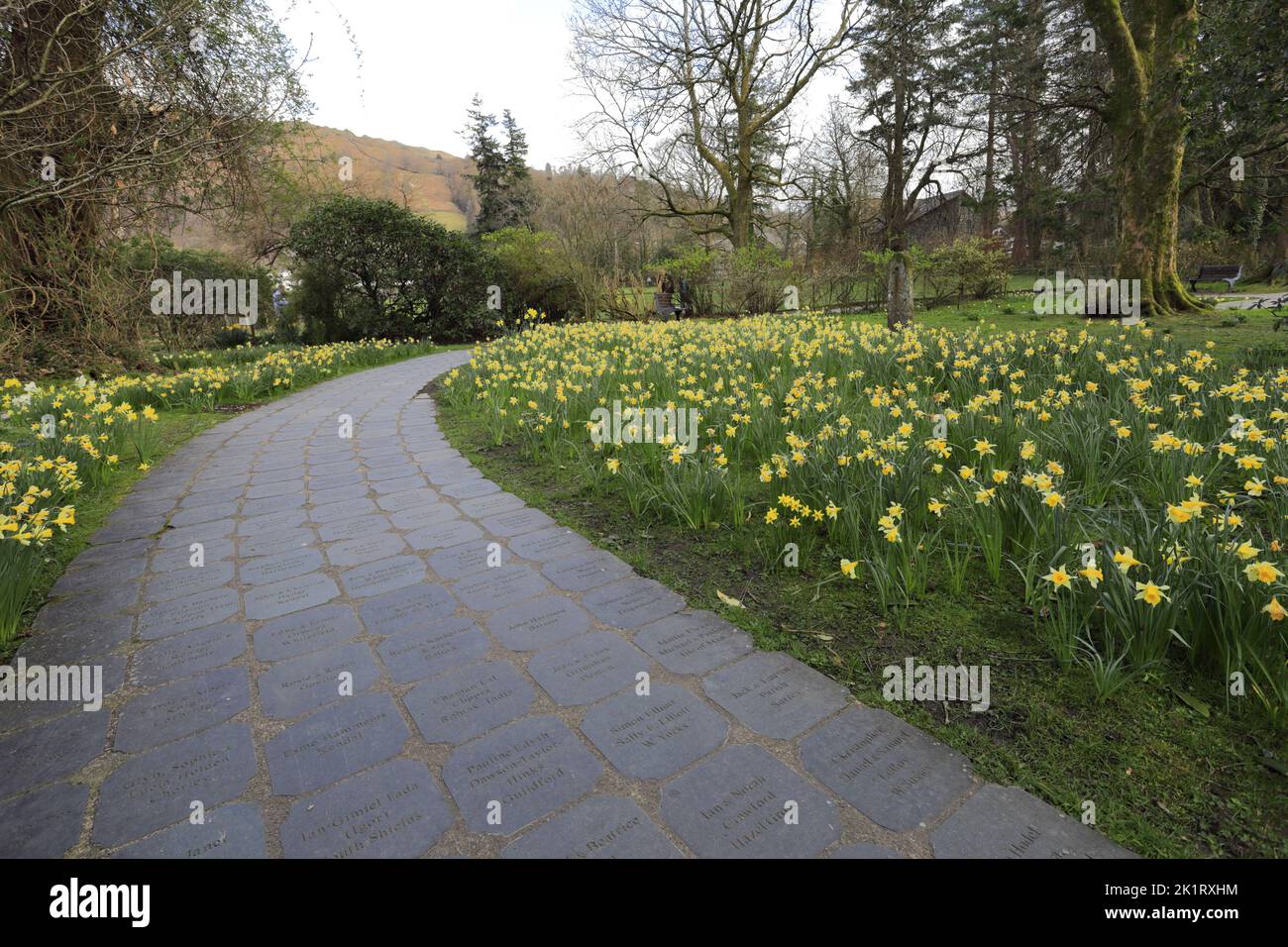 Spring, the Wordsworth Daffodil Garden, Grasmere village, Cumbria, Lake