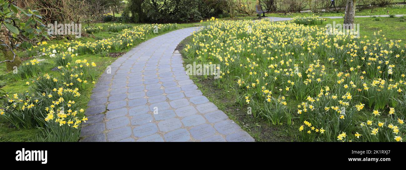 Spring, the Wordsworth Daffodil Garden, Grasmere village, Cumbria, Lake