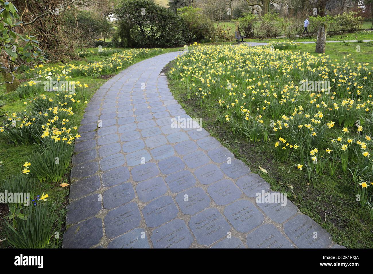 Spring, the Wordsworth Daffodil Garden, Grasmere village, Cumbria, Lake