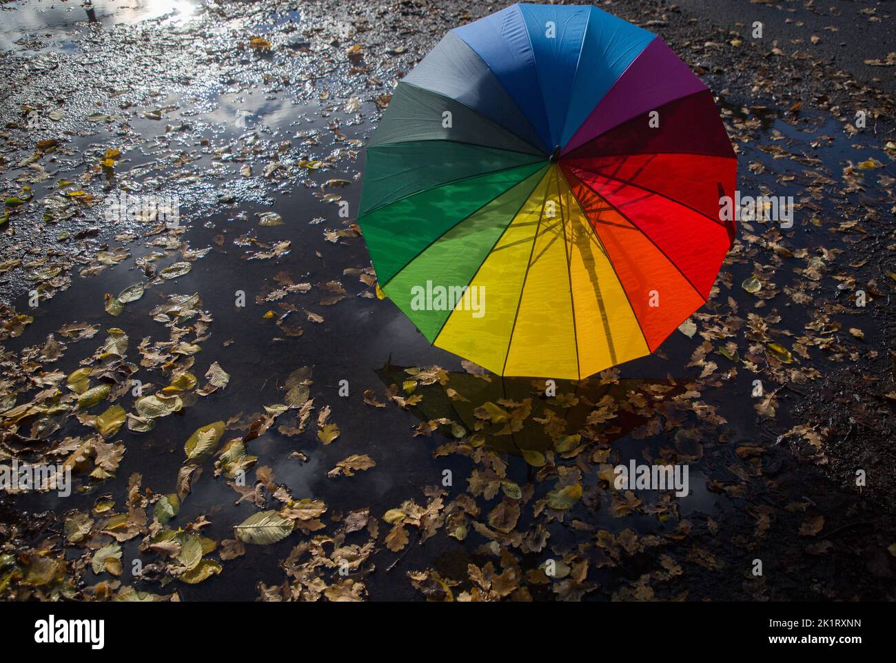 colorful open umbrella of rainbow colors, illuminated by sun, stands on pavement, wet from rain, strewn with yellow leaves. autumn mood. symbol of rai Stock Photo