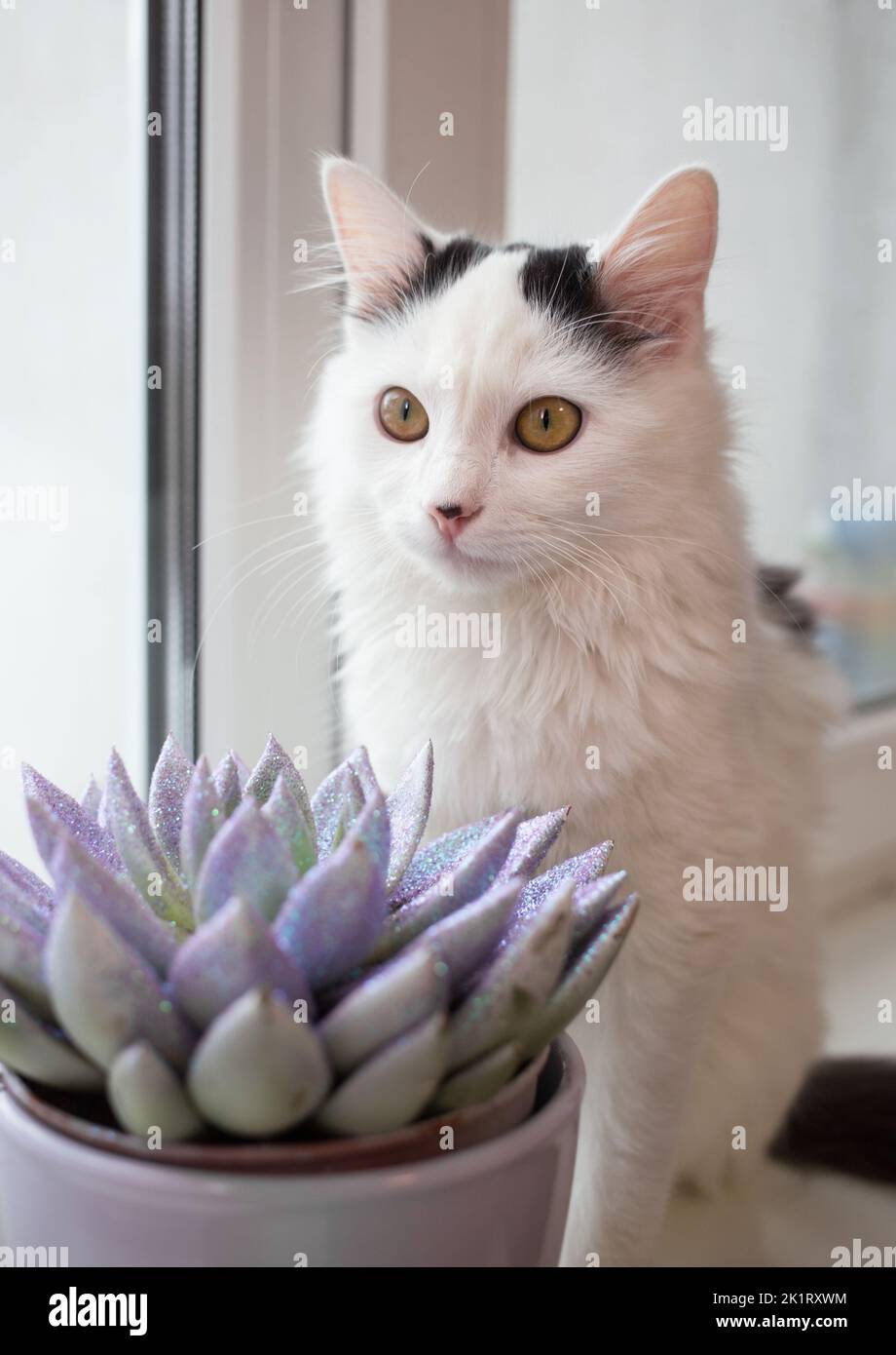 white cat sits on a windowsill near a window and a flower pot with succulents. Favorite pet at home. botanical hobby Stock Photo