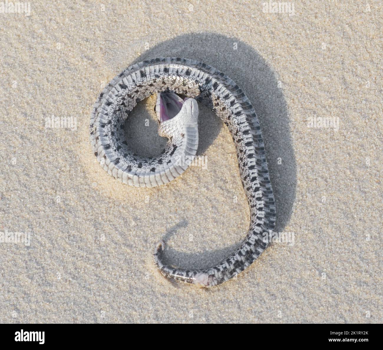 Southern Hognose Snake Hi Res Stock Photography And Images Alamy