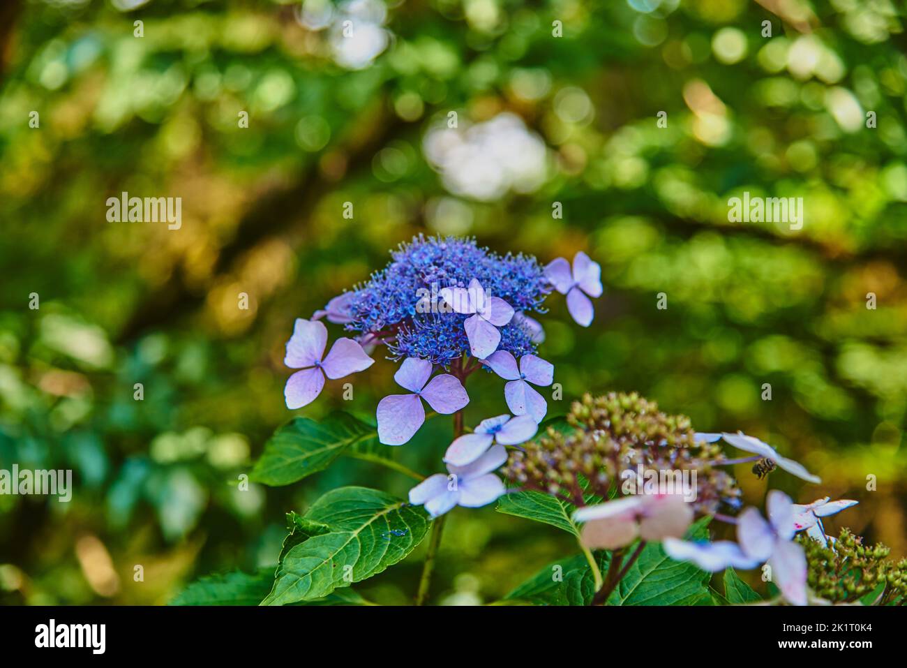 Lilac hydrangea flower on a green background of lush foliage. A symbol of summer, happiness and joy. Stock Photo