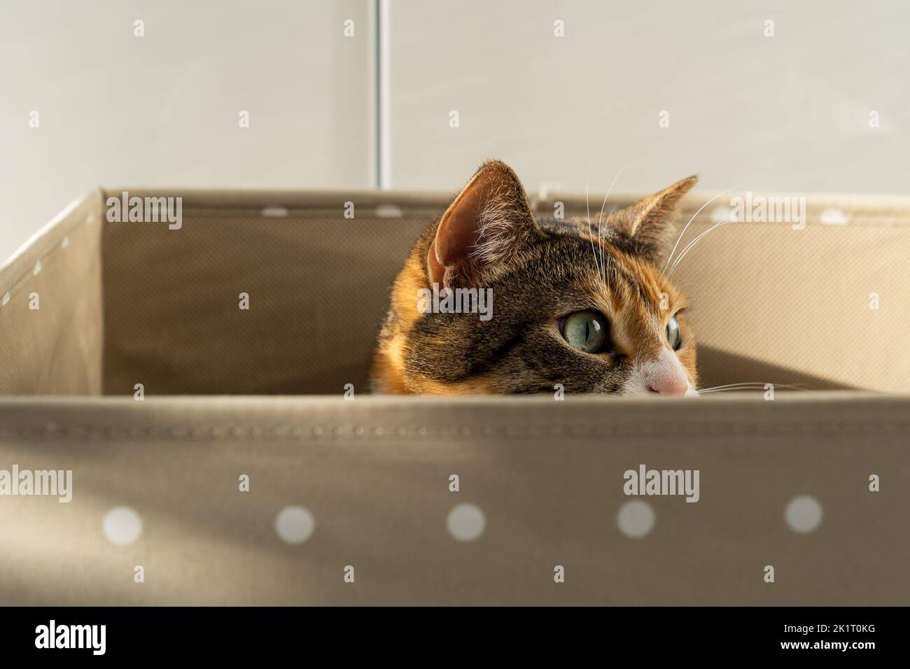 Closeup of curious cat has climbed into storage box, looks out playing hunting for a toy. Pet lovers Stock Photo