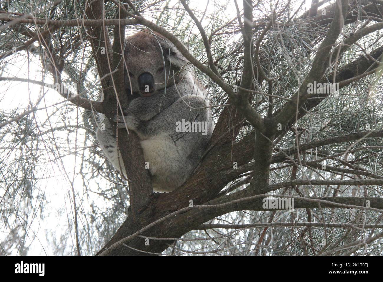 koala in australia Stock Photo Alamy