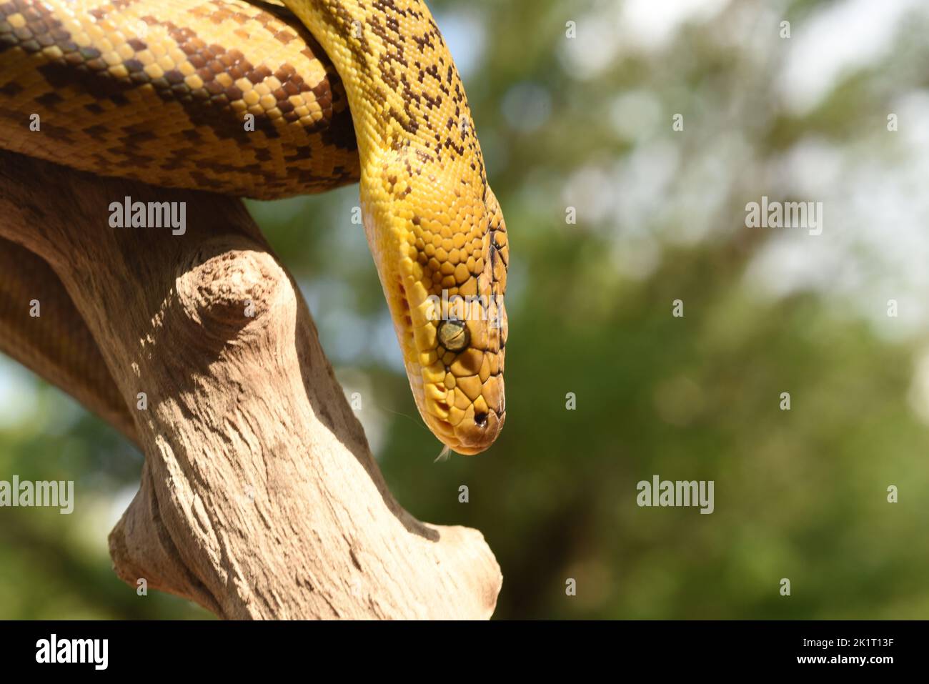Python timoriensis hi-res stock photography and images - Alamy