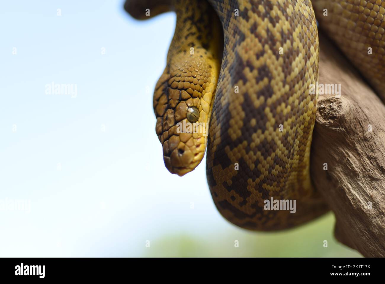 Python timoriensis hi-res stock photography and images - Alamy