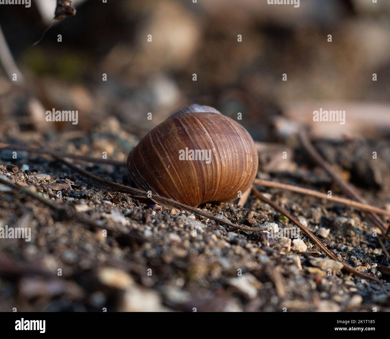 Rodent Shell A closeup of a brown shell of a snail Stock Photo - Alamy