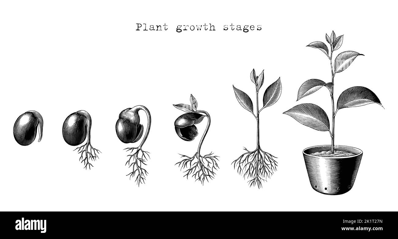 Plant growth stages hand drawing engraving style Stock Vector
