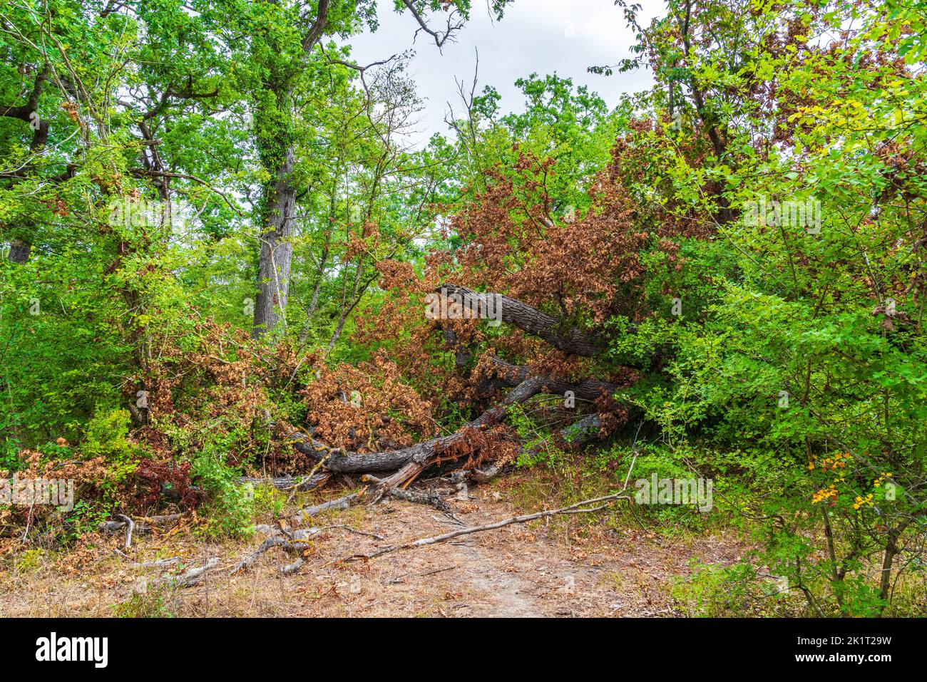 Fallen dry tree in the green forest Stock Photo