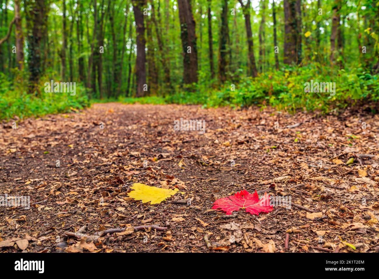 Autumn background red and yellow leaf Stock Photo