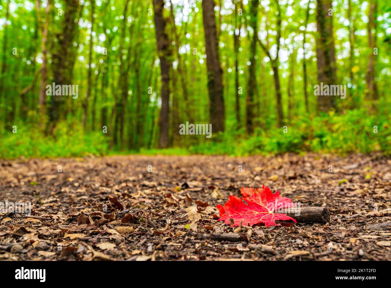 Red autumn leaf on the path in forest Stock Photo