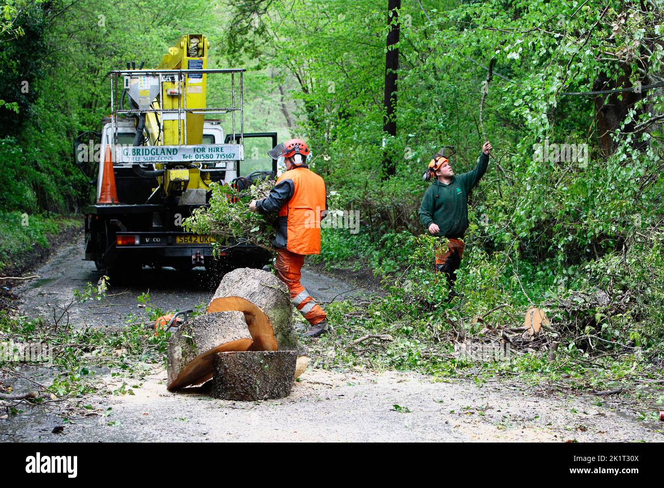 England, Kent, Tree surgeons removing fallen tree blocking country road. Stock Photo