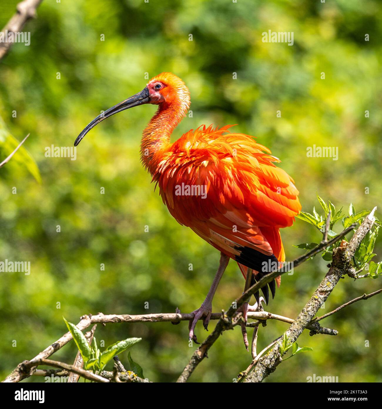 The Scarlet ibis, Eudocimus ruber is a species of ibis in the bird family Threskiornithidae. It inhabits tropical South America and islands of the Car Stock Photo