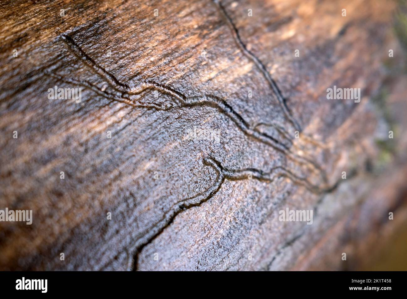 Paths made in tree trunk by worms in close up Stock Photo
